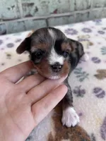 APRI Holden, a male Yorkshire Terrier for sale in The Woodlands, TX – Photo 5 of 7