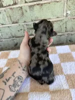 APRI Holden, a male Yorkshire Terrier for sale in Oklahoma City, OK – Photo 4 of 4