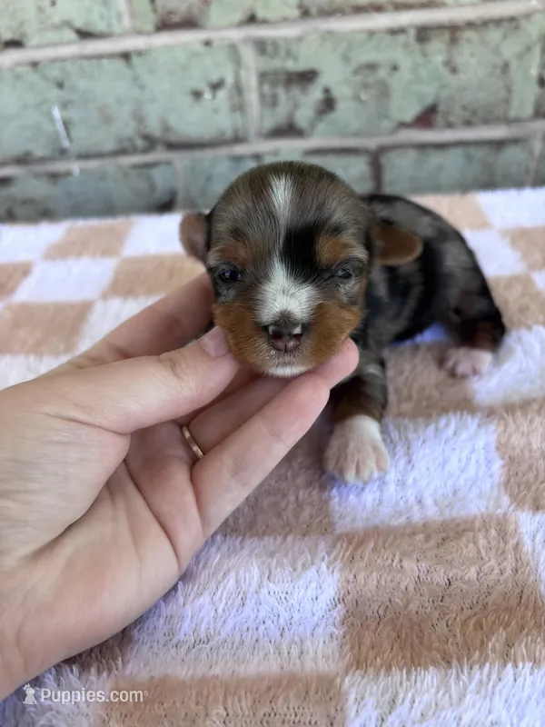 APRI Holden – Yorkshire Terrier puppy on hold in Oklahoma City, OK