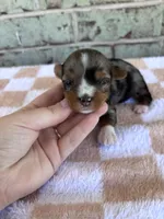 APRI Holden, a male Yorkshire Terrier for sale in Oklahoma City, OK – Photo 1 of 4