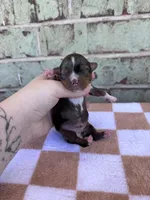 Holden, a male Yorkshire Terrier for sale in Conroe, TX – Photo 6 of 7