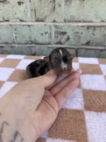 Holden, a male Yorkshire Terrier for sale in Conroe, TX – Photo 3 of 7