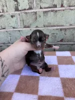 Holden, a male Yorkshire Terrier for sale in Conroe, TX – Photo 4 of 7