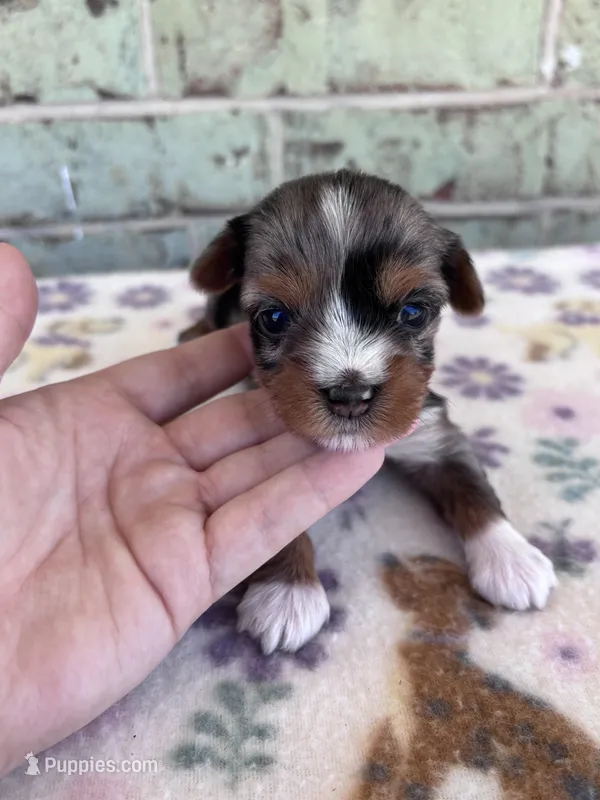 APRI Holden – Yorkshire Terrier puppy for sale in The Woodlands, TX