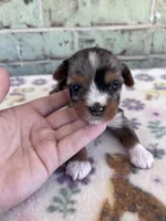 APRI Holden, a male Yorkshire Terrier for sale in The Woodlands, TX – Photo 1 of 7