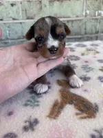 APRI Holden, a male Yorkshire Terrier for sale in The Woodlands, TX – Photo 2 of 7