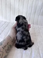 APRI Holden, a male Yorkshire Terrier for sale in Dallas, TX – 5 of 5
