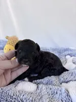 Calvin, a male Yorkipoo for sale in Austin, TX – 2 of 6