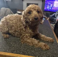 Gemma, a female Poodle - Miniature  for sale in Dallas, TX – Photo 1 of 2