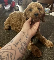 Gemma, a female Poodle - Miniature  for sale in Dallas, TX – Photo 2 of 2