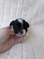 APRI Peter, a male Yorkshire Terrier for sale in Oklahoma City, OK – 2 of 7