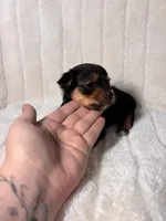 CKC Holden, a male Yorkshire Terrier for sale in Spring, TX – 5 of 5