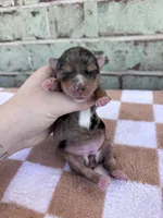 Harper, a female Yorkshire Terrier for sale in Conroe, TX – Photo 6 of 7