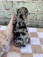 APRI Harper, a female Yorkshire Terrier for sale in Oklahoma City, OK – Photo 5 of 5