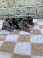 APRI Harper, a female Yorkshire Terrier for sale in Oklahoma City, OK – Photo 4 of 5