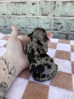 Harper, a female Yorkshire Terrier for sale in Conroe, TX – Photo 7 of 7