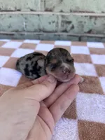 Harper, a female Yorkshire Terrier for sale in Conroe, TX – Photo 3 of 7