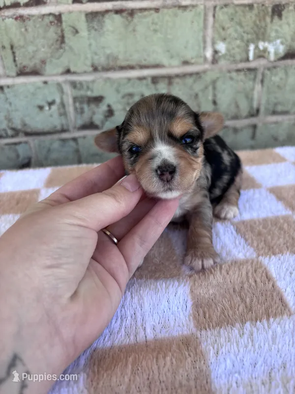 APRI Harper – Yorkshire Terrier puppy on hold in Oklahoma City, OK