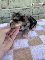 APRI Harper, a female Yorkshire Terrier for sale in Oklahoma City, OK – Photo 3 of 5