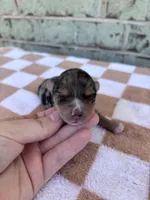 Harper, a female Yorkshire Terrier for sale in Conroe, TX – Photo 4 of 7