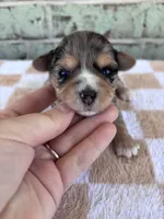 APRI Harper, a female Yorkshire Terrier for sale in Oklahoma City, OK – Photo 2 of 5
