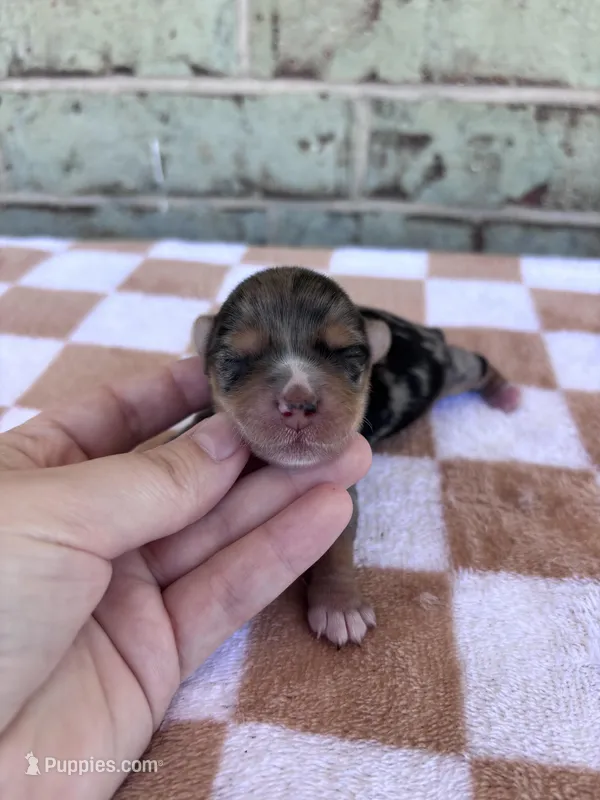 Harper – Yorkshire Terrier puppy for sale in Conroe, TX