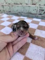 Harper, a female Yorkshire Terrier for sale in Conroe, TX – Photo 2 of 7