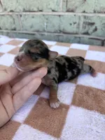 Harper, a female Yorkshire Terrier for sale in Conroe, TX – Photo 5 of 7