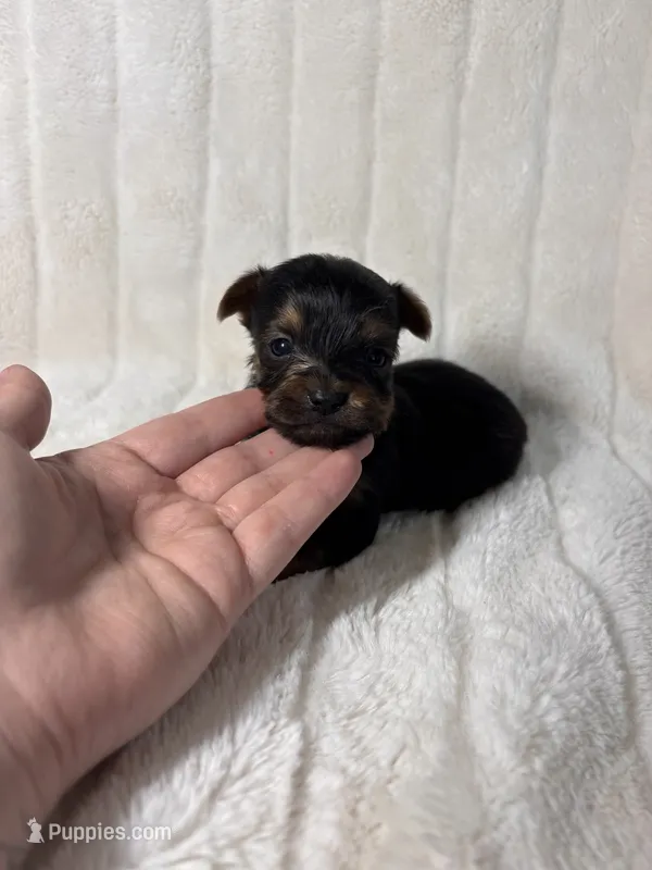 CKC Henry  – Yorkshire Terrier puppy for sale in Spring, TX