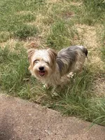 AKC Gucci , a male Yorkshire Terrier for sale in Dallas, TX – 2 of 2