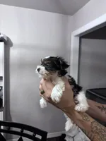 Minnie, a female Yorkshire Terrier for sale in Canton, TX – 4 of 4