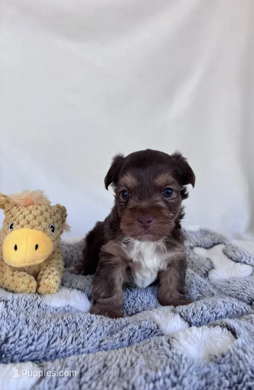 Cade – Yorkshire Terrier puppy for sale in Austin, TX