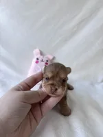 Hailey, a female Yorkshire Terrier for sale in Conroe, TX – 4 of 6