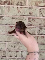 Toby, a male Yorkshire Terrier for sale in Spring, TX – 3 of 5
