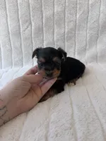 CKC Holden, a male Yorkshire Terrier for sale in Oklahoma City, OK – 6 of 6