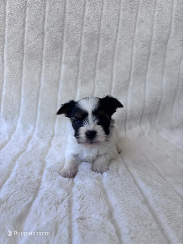 AKC Bear  – Yorkshire Terrier puppy for sale in Dallas, TX