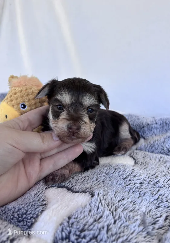 Hagen – Yorkshire Terrier puppy for sale in Austin, TX