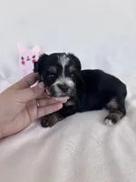 Tegan, a female Yorkshire Terrier for sale in Austin, TX – 3 of 4