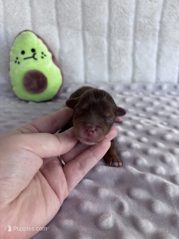 Toby – Yorkshire Terrier puppy for sale in Spring, TX