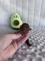 Tate, a male Yorkshire Terrier for sale in Dallas, TX – 5 of 6