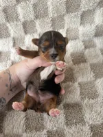 Tinley, a female Yorkshire Terrier for sale in Dallas, TX – Photo 2 of 8