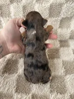 Tinley, a female Yorkshire Terrier for sale in Dallas, TX – Photo 6 of 8