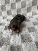 Tinley, a female Yorkshire Terrier for sale in Dallas, TX – Photo 8 of 8