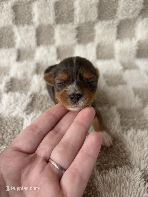 Tinley, a female Yorkshire Terrier for sale in Dallas, TX – Photo 1 of 8