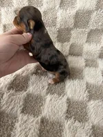 Tinley, a female Yorkshire Terrier for sale in Dallas, TX – Photo 5 of 8