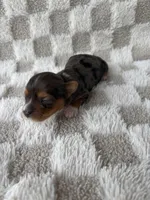 Tinley, a female Yorkshire Terrier for sale in Dallas, TX – Photo 3 of 8