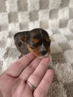 Tinley, a female Yorkshire Terrier for sale in Dallas, TX – Photo 7 of 8