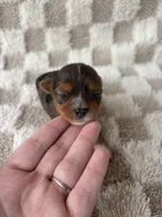 Tinley, a female Yorkshire Terrier for sale in Dallas, TX – Photo 4 of 8