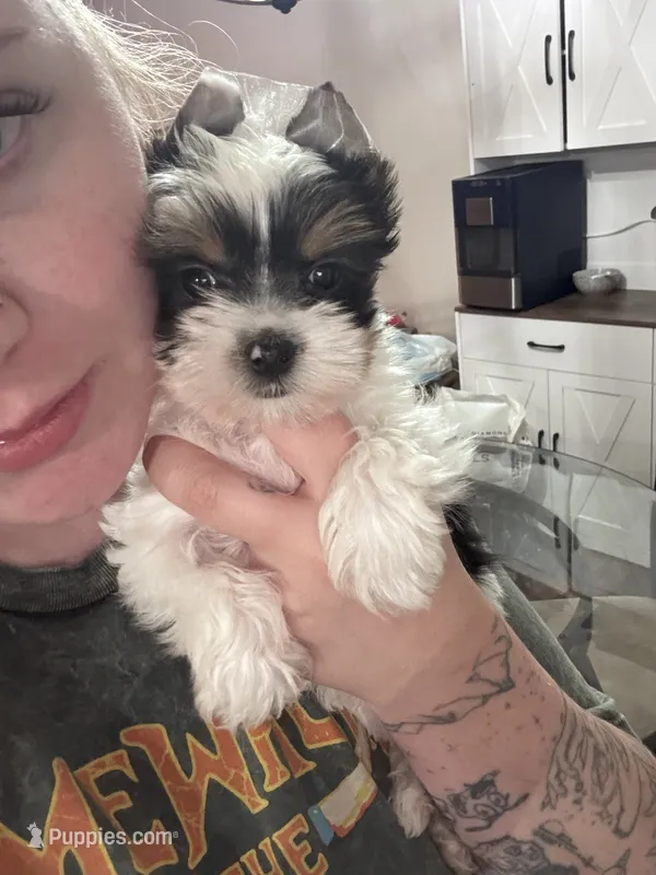 Minnie – Yorkshire Terrier puppy for sale in Canton, TX