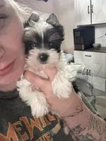 Minnie, a female Yorkshire Terrier for sale in Canton, TX – 1 of 4